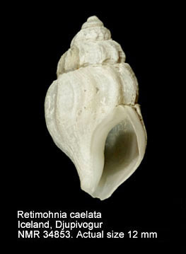 Retimohnia caelata.jpg - Retimohnia caelata(Verrill & Smith in Verrill,1880)